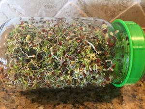 DYI Broccoli sprouts are delicious and good for you!